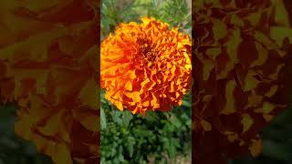 Marigold Flower season 🥰😍 song music lovesong [upl. by Kcirrag]