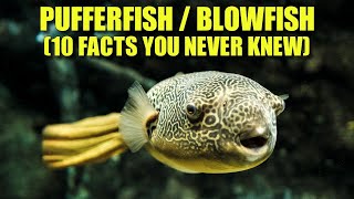 Pufferfish 🐡 10 FACTS You NEVER KNEW [upl. by Trumann]