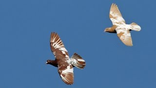 Racing Pigeons [upl. by Taveda]