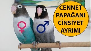 Cennet Papağanı Cinsiyet Ayrımı [upl. by Jaymie706]