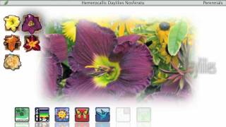 Proven Winners® Gardener Channel Proven Winners® Hemerocallis Daylilies [upl. by Ahse871]