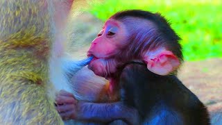 Mother Milk ampBaby Summary nice clip video baby and mommy monkey Oh my God help poor new born [upl. by Garap]