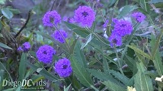 Verbena rigida  slender vervain  tuberous vervain Verbenaceae [upl. by Frederich]