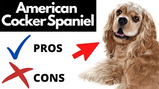 American Cocker Spaniel Pros And Cons  The Good AND The Bad [upl. by Wolbrom176]