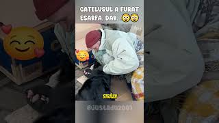 Catelusul a furat de la aceasta fata [upl. by Nosa]