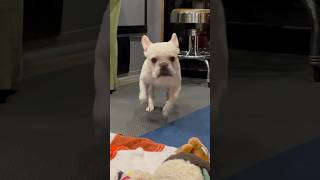 RYMANS UPSET flashback shorts of EmmyLew viralvideo frenchbulldog dog trending viralvideo me [upl. by Nonarb87]