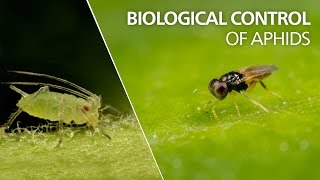 Biological control of aphids  Aphelinus abdominalis [upl. by Ethelyn]