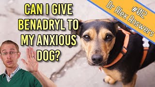 Can You Give Benadryl to a Dog for Anxiety Treatment  Dog Health Vet Advice [upl. by Mercier454]