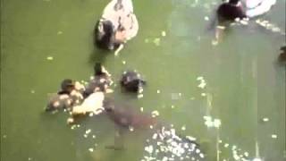 Duckling gets eaten by Catfish [upl. by Illa]