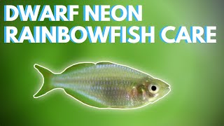 How to Care for Dwarf Neon Rainbowfish Praecox [upl. by Eleanora]