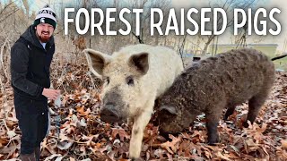 Raising Pigs in the Woods Rotational Grazing [upl. by Reba]