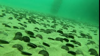 Underwater Tour of Redondo Beach Fishing Pier Fishermans Wharf 4KHD [upl. by Gautious62]