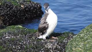 ZeekoetCommon Murre Noordpier The Netherlands 10092023 [upl. by Alexandra]