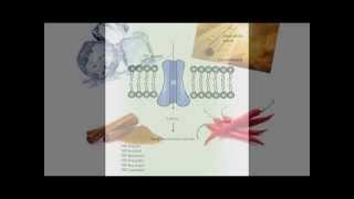 Transient receptor potential channel modulators as pharmacological treatments for LUTS [upl. by Felice]