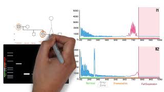 Repeat Expansion Diagnostic Techniques Part 2  Repeat Primed PCR [upl. by Obla589]