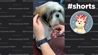 Dog Styling  Scissoring Shih Tzu Puppy [upl. by Iarahs]