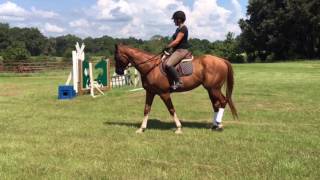 Retraining Racehorses The Start [upl. by Na480]