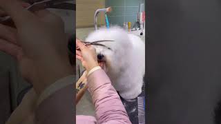 COTON DE TULEAR GROOMING EYE LASH CUTTING AND FACELIFTING 🐶🙉🐾 dog shihtzumania puppy cutedog [upl. by Einaej750]