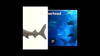 hammerheads seaworld shark [upl. by Varipapa]