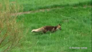 Zorro cazando topillos Vulpes vulpes Red fox [upl. by Nnaik]