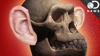 How Did Human Hearing Evolve [upl. by Kissee]