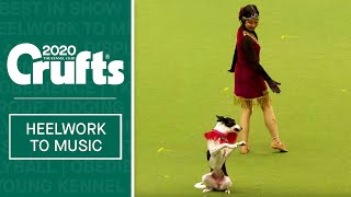 International Freestyle Heelwork To Music  Part 2  Crufts 2020 [upl. by Namharludba]