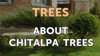 About Chitalpa Trees [upl. by Sherr]