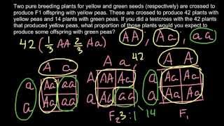 What is Pure Breed and what is a Testcross [upl. by Lannie]