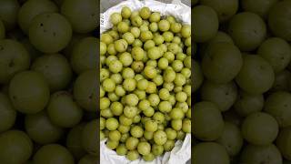 Amla khane ke fayde shortsfeed amla amlajuice trending shorts explore news health healthy [upl. by Lowenstern]