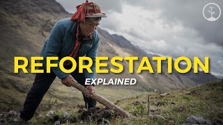 What is Reforestation  Eco Facts  One Tree Planted [upl. by Emmuela]