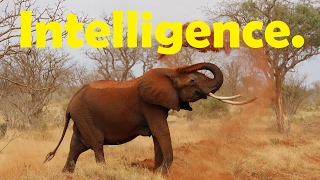 Top 10 des animaux les plus intelligents au monde [upl. by Yaffit98]