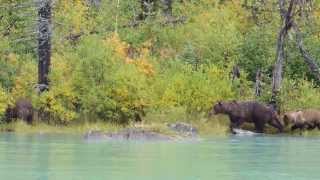 Alaskan Coastal Brown Bear sow with cub attacks unaware sow [upl. by Wieche]