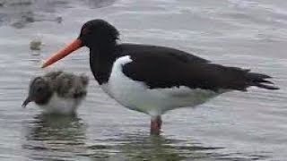 OYSTERCATCHERS Behaviour  Where to Find FOOD  Life Lessons 2 amp 3  Haematopus ostralegus [upl. by Rieth]