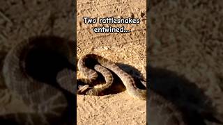 Two Huge Rattlesnakes🐍travel short shorts shortsfeed viralvideo viralshorts viralshort [upl. by Asinet]