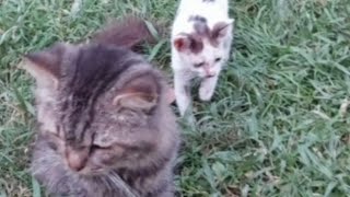 Cute cats in the backyard are relaxing [upl. by Towbin]