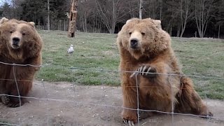 Grizzly Bear Waves To Camera Cute Kodiak Bear Waving Bear animals 🐻 [upl. by Humfrid]