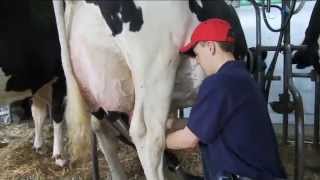 What is Holstein Association USA All About [upl. by Calmas]