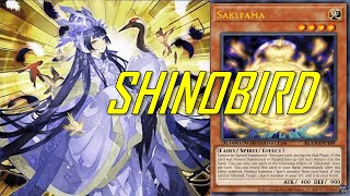 EDOPRO SHINOBIRD deck Feb2023  Post Cyberstorm Access [upl. by Poppas]