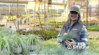 SiteOne Field Guide Ornamental Grasses [upl. by Beaumont]