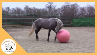 Agility para Caballos Potro Amoroso jugando con la pelota grande para caballos parte 2 [upl. by Oinafipe]