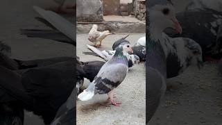 Shirazi pet ka operation kr ke take lagaye 💉shorts minivlog kabootar kabutar pet birds pets [upl. by Arodasi576]