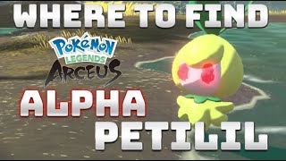 How to get ALPHA PETILIL amp ALPHA HISUIAN LILLIGANT in Pokémon Legends Arceus [upl. by Tarazi]