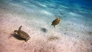 Bonaire  Scuba Diving  House Reef Salt Pier and Pink Beach  4k [upl. by Ahsenad]