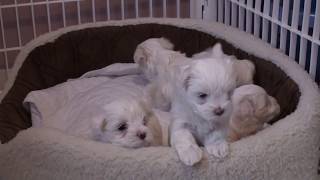 Chiots bichon maltais nés le 11 décembre 2017 [upl. by Neram]