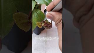 Feeding my deformed Nepenthes a juicy caterpillar🐛 pitcherplant nepenthesplant carnivorousplants [upl. by Leima]