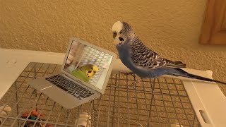 Budgies chat with new laptop [upl. by Sila330]