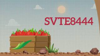 Tomate saladette determinado SVTE8444  Expertos Seminis [upl. by Aurelie]