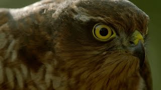 How sparrowhawks catch garden birds  Life in the Air Episode 2 Preview  BBC One [upl. by Einnahc]