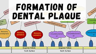 FORMATION OF DENTAL PLAQUE  Dental Plaque Part 2 [upl. by Caron]