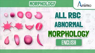 All Abnormal Red blood cells  RBC Morphologies  English [upl. by Yssej]